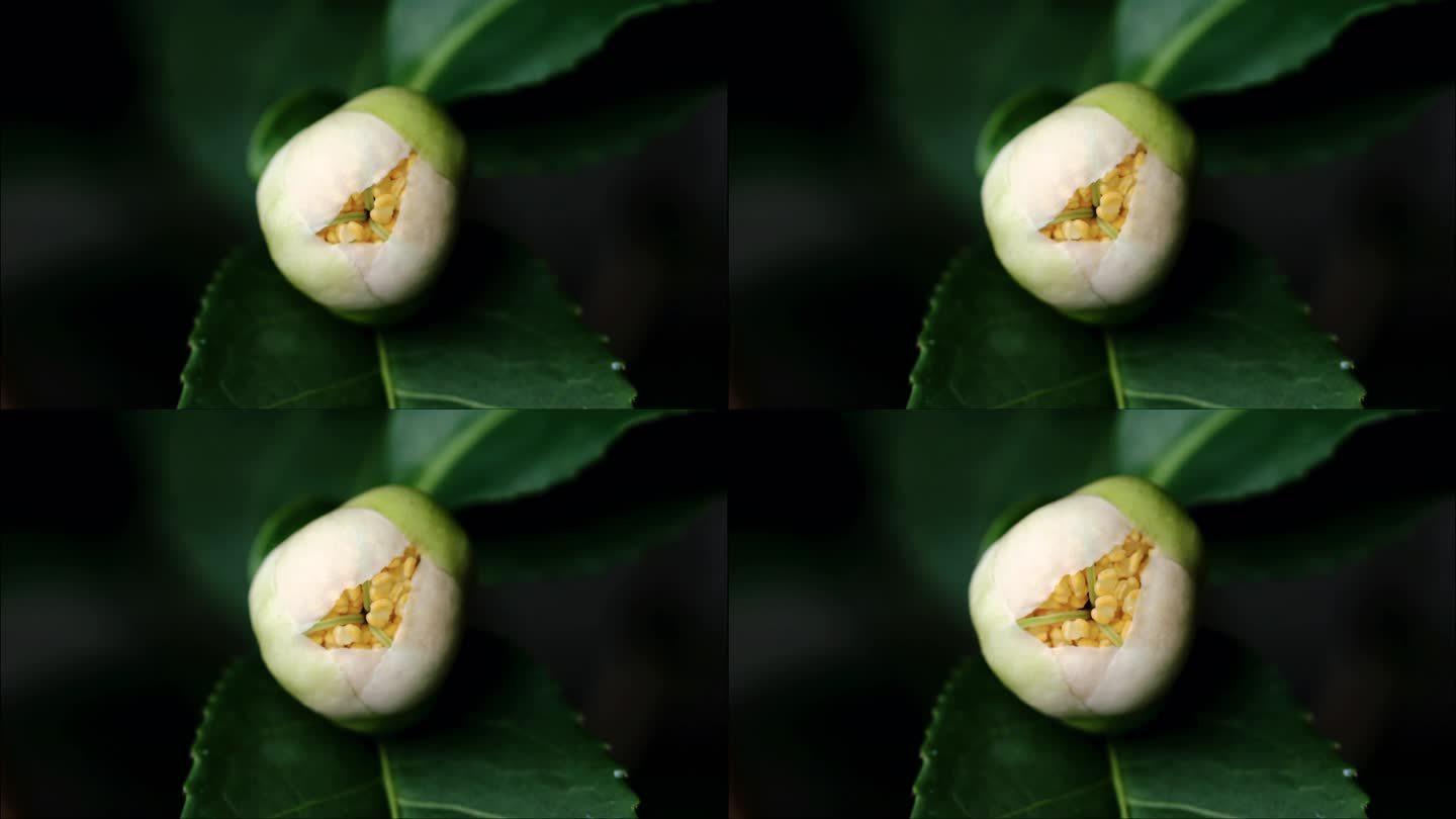 茶树茶叶开花延时摄影微距 花蕊