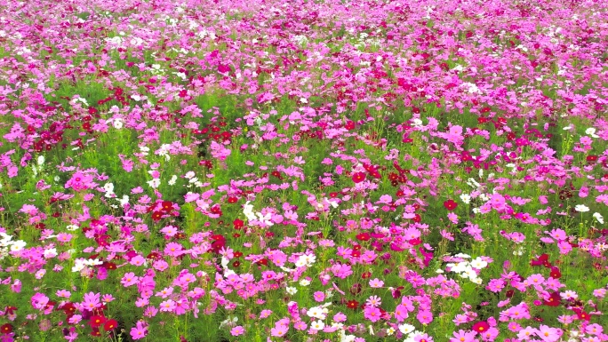 秋天花朵合集 格桑花 葵花 百日菊花