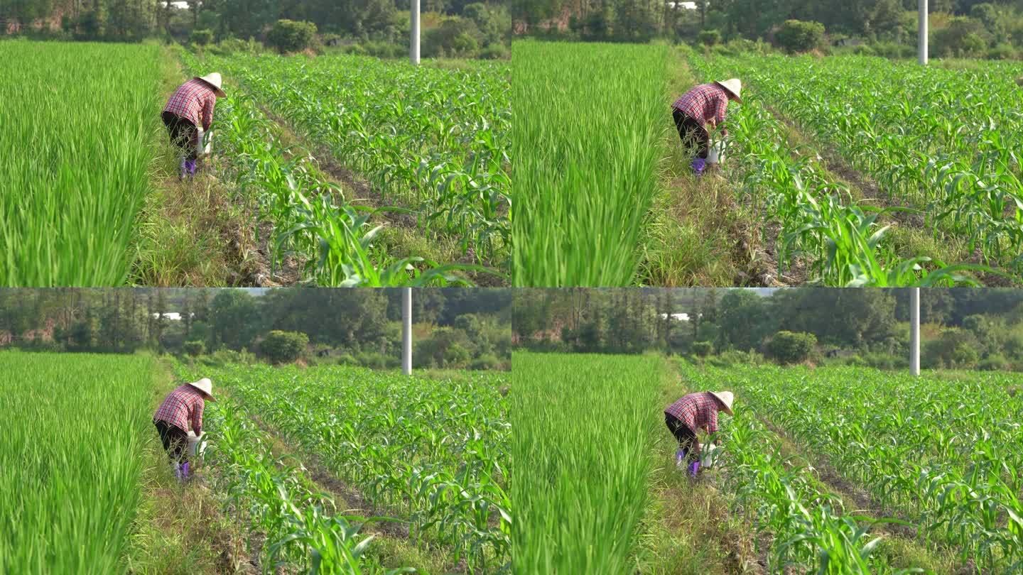 农民撒肥料撒化肥稻田