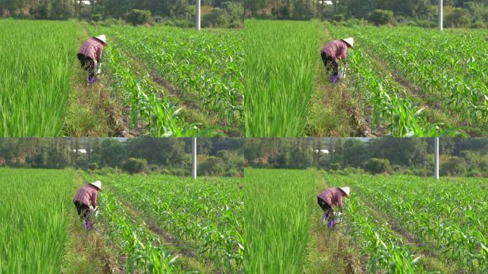 农民撒肥料撒化肥稻田