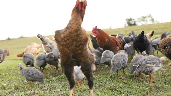 母鸡吃自己的部分畜牧业散养鸡群草地