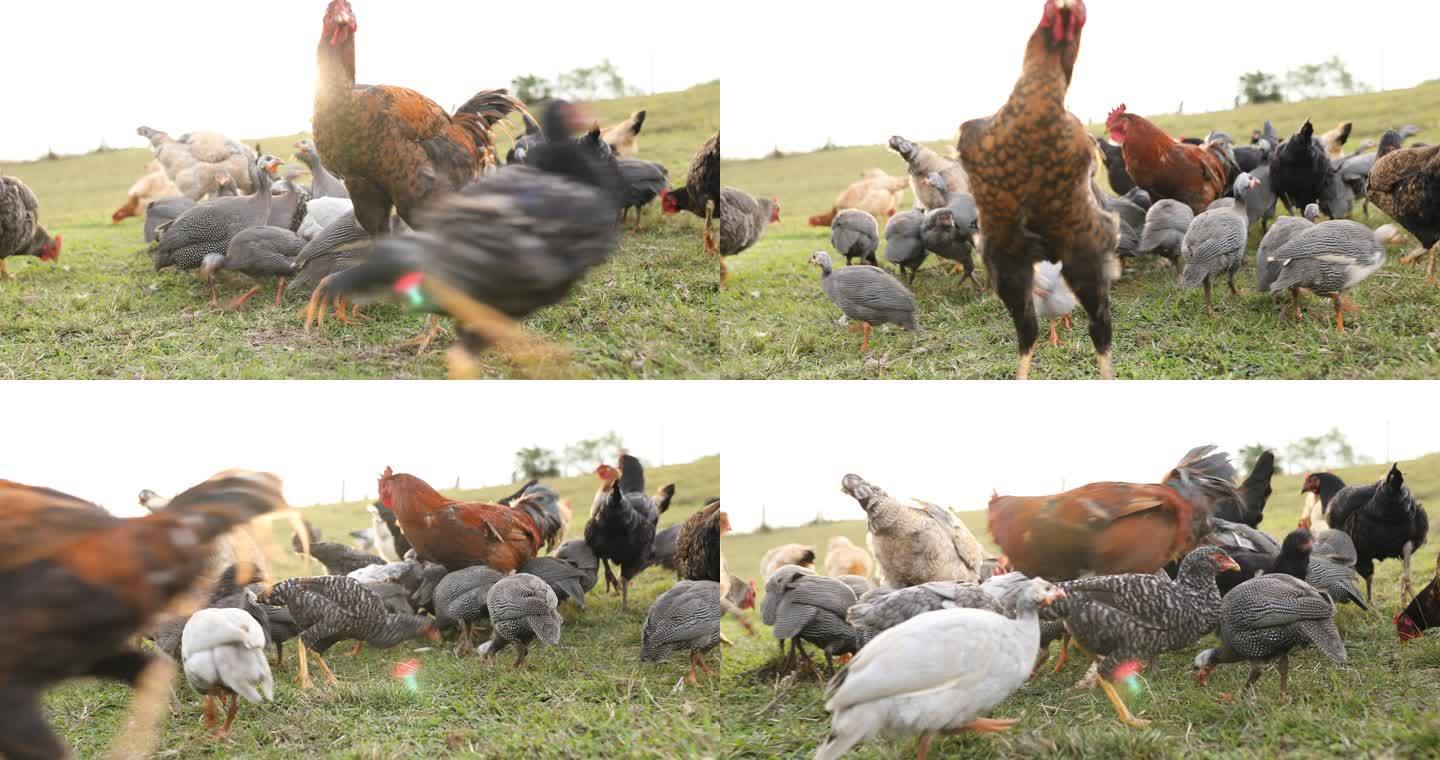 母鸡吃自己的部分畜牧业散养鸡群草地
