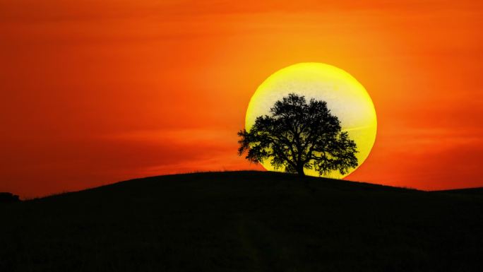 太阳从一棵树前升起 日出 希望