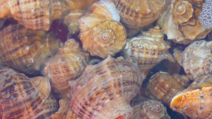 海螺，各种海货，海鲜市场