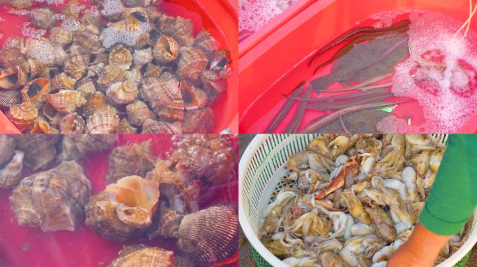 海螺，各种海货，海鲜市场