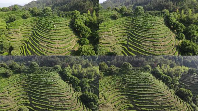 福建山区茶叶茶田航拍C15