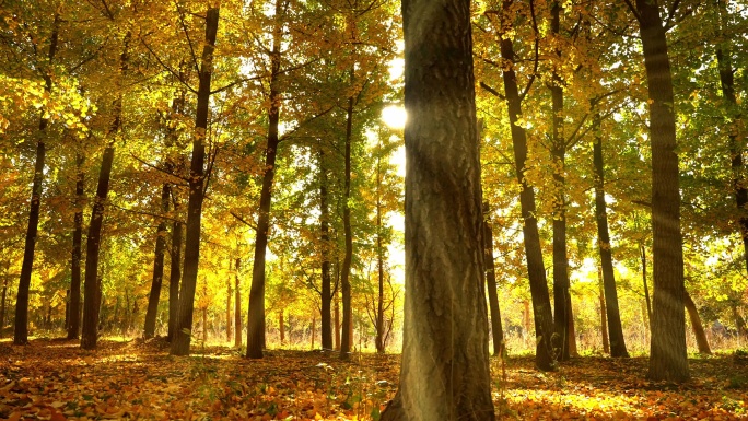秋天逆光森林阳光树林