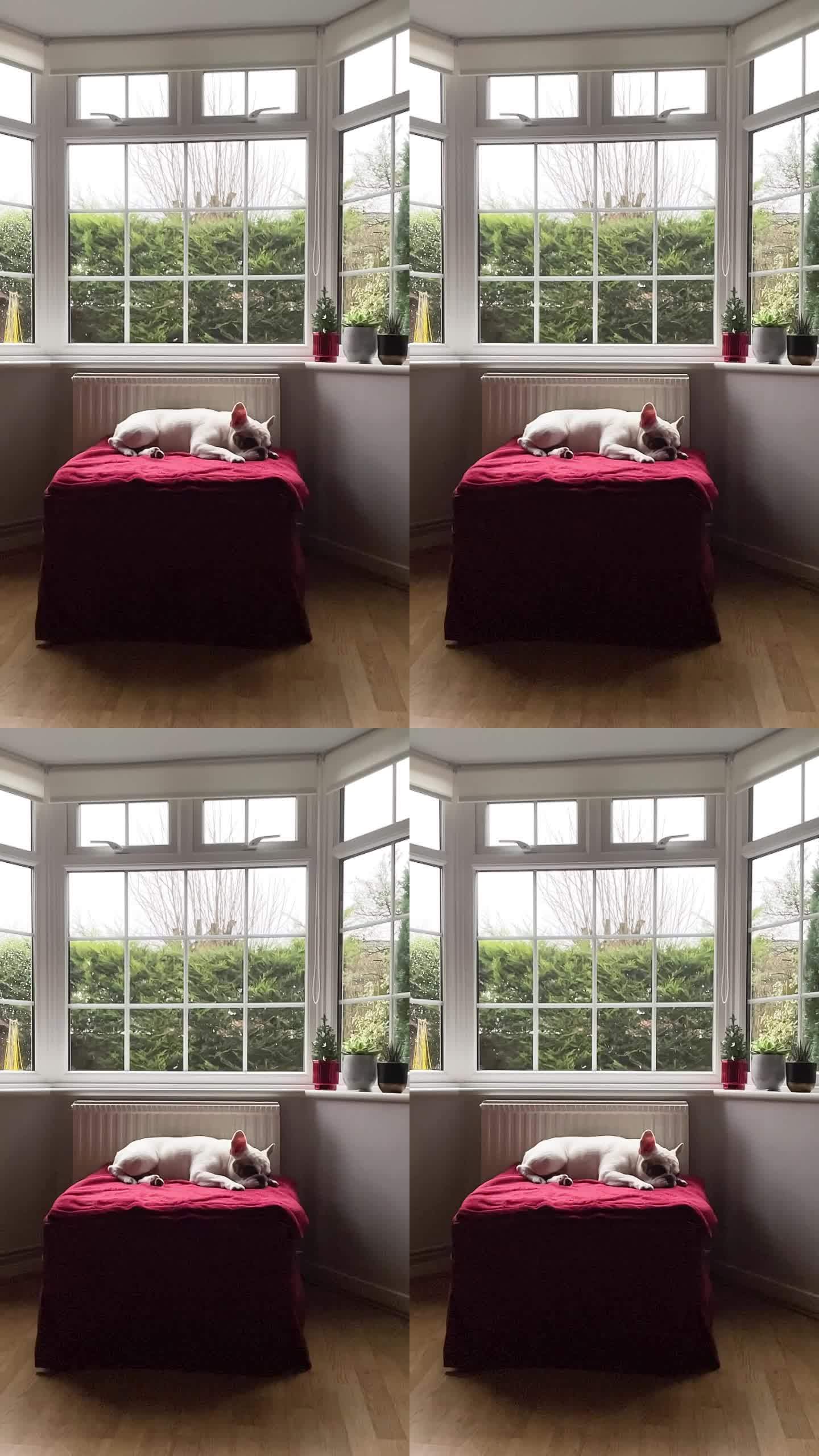 雪天，狗睡在飘窗边的软垫凳上。慢动作视频。
