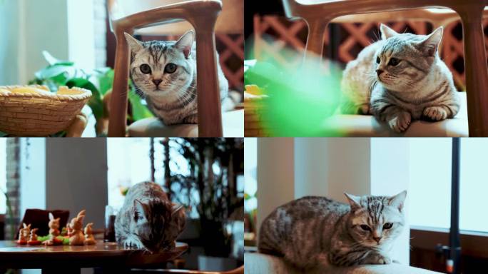 猫萌宠小动物宠物休息温暖美好画面