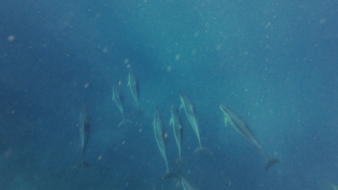 海底一群自由自在的海豚
