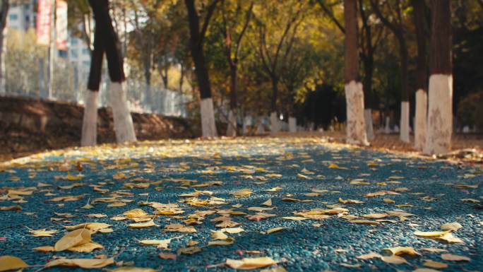 秋天公园小路的落叶