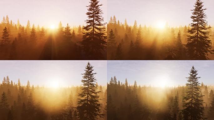 清晨阳光照射森林日出东方