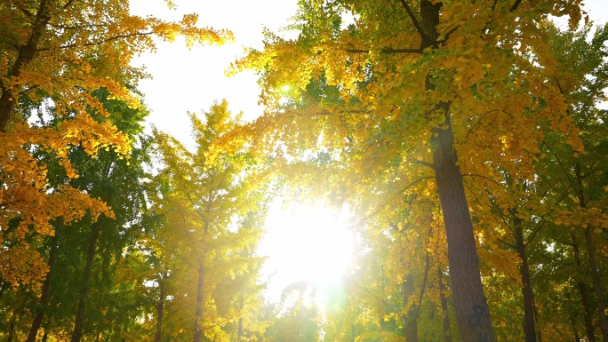 秋天逆光银杏树林