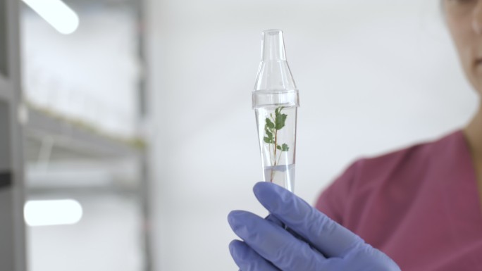 科学家在植物学实验室检查体外植物。