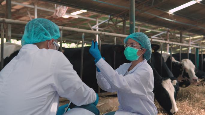 穿着制服的兽医和穿着白色外套的农业科学家站在谷仓里的奶牛旁边给它注射。