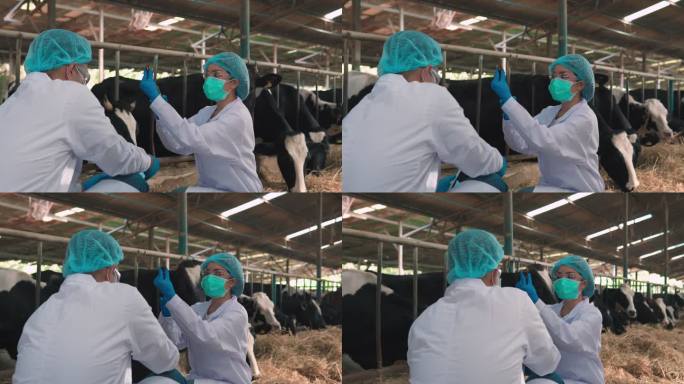 穿着制服的兽医和穿着白色外套的农业科学家站在谷仓里的奶牛旁边给它注射。