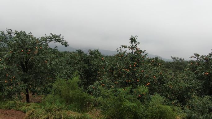 柿子树     山   山坡