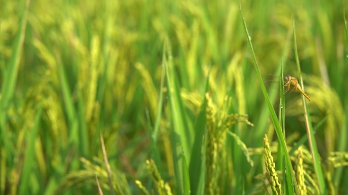 生长期嫩绿的稻谷