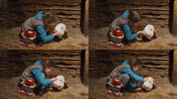 美丽的女孩在农场马厩的干草床上拍打小牛