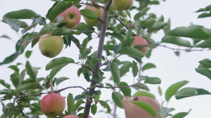 农业苹果收获 花牛苹果 appleY
