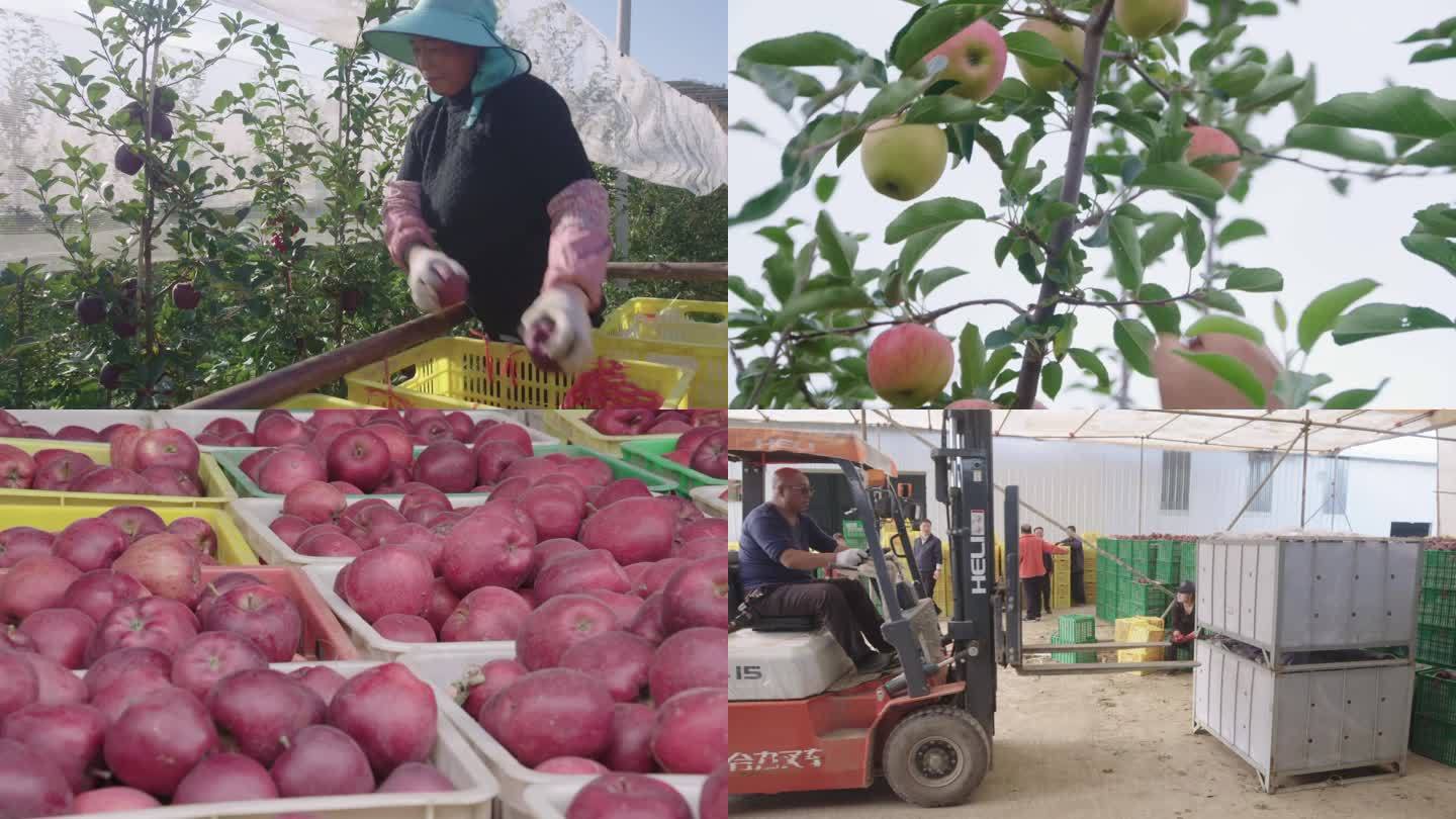 农业苹果收获 花牛苹果 appleY