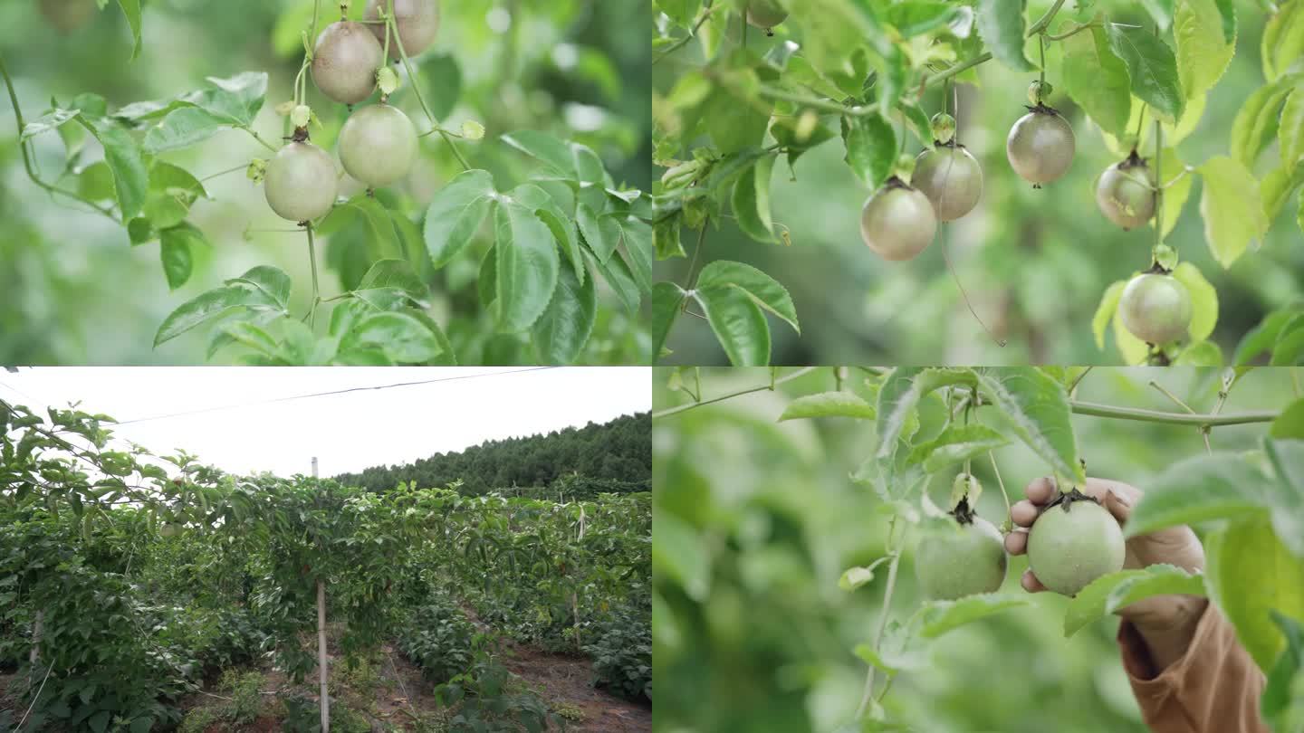 百香果 四川 采摘 水果 生态绿色食品
