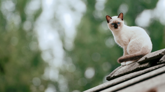 猫 屋顶上的猫