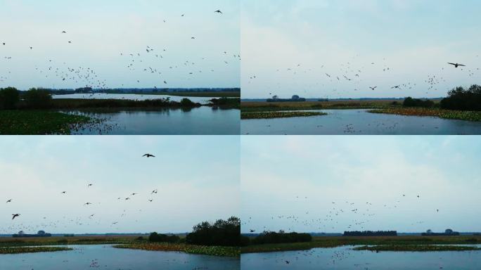 4K水面群鸟飞舞