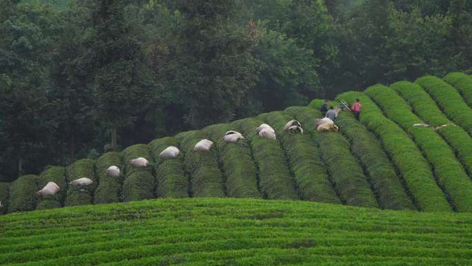 茶农用采茶机在茶园里采茶4k实拍视频素材