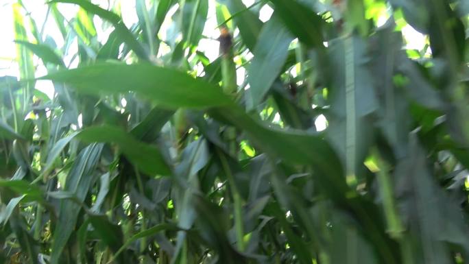 玉米田地 农业种植