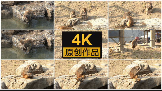 【4K】猴子
