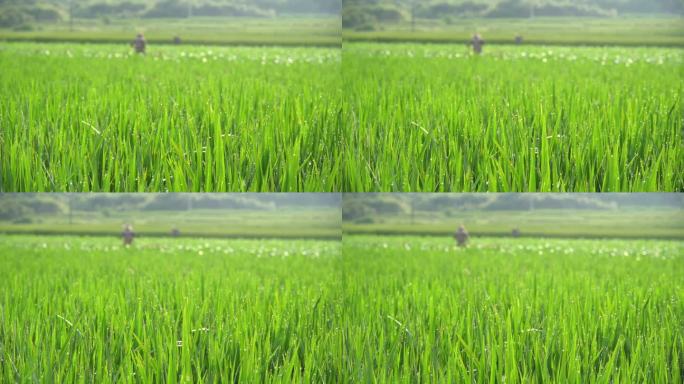 处于生长期的水稻
