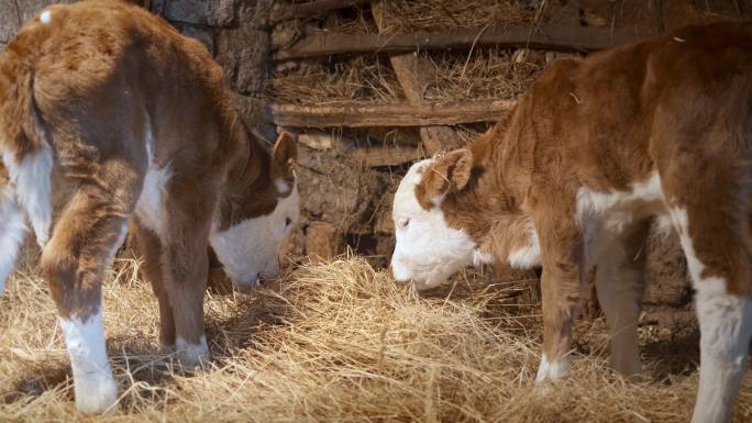 美丽的女孩在农场马厩的干草床上拍打小牛