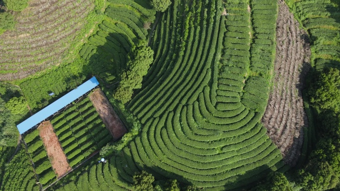 福建山区茶叶茶田航拍C6