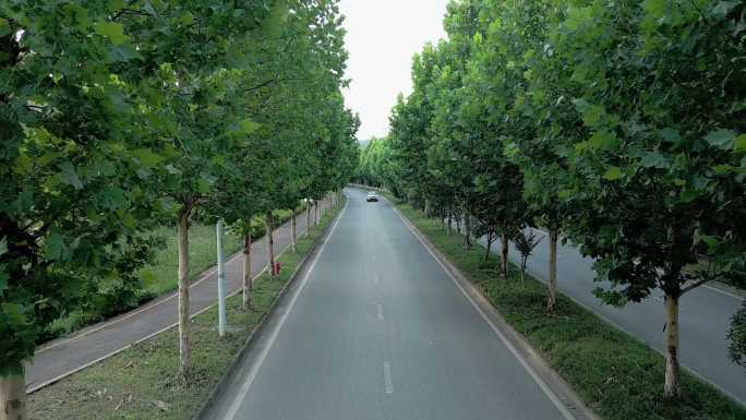 城市绿化道路航拍素材