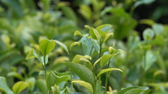 雨后的茶叶