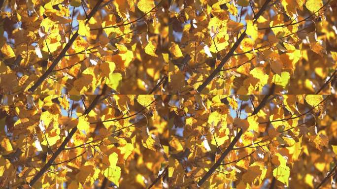金黄树叶