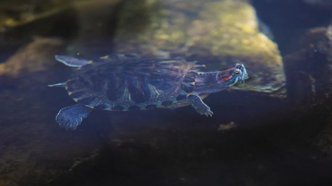 水池中晒太阳的乌龟