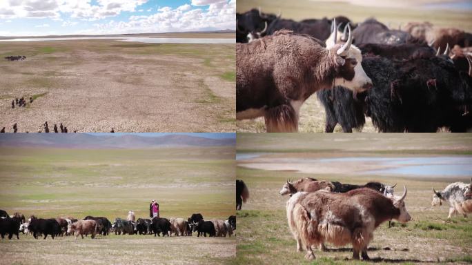 藏区草原航拍牦牛高原