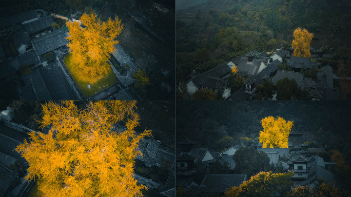 西安古观音禅寺千年银杏树