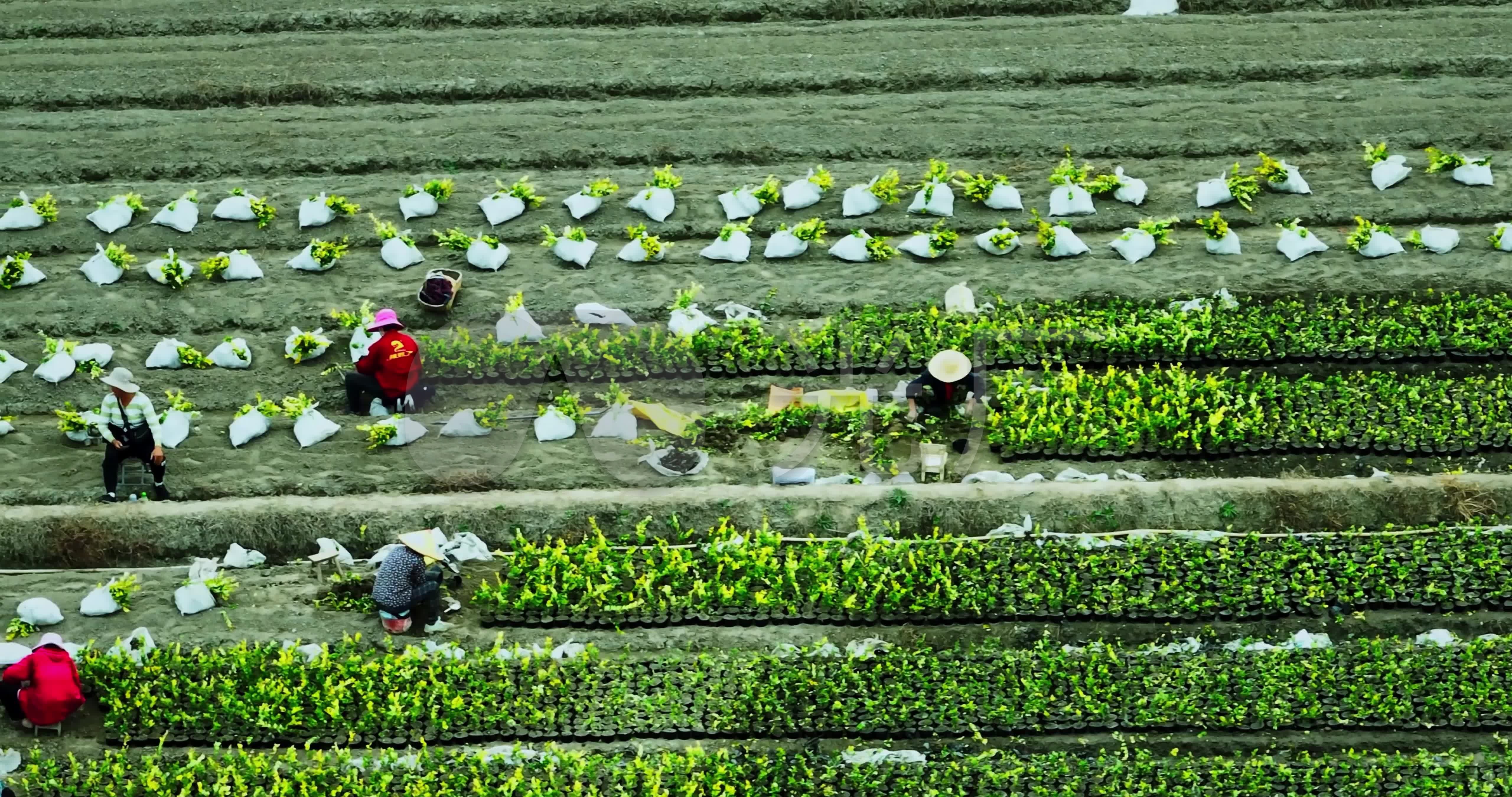 我校“田野课堂”把劳动的种子深植学生心中-天津大学新闻网