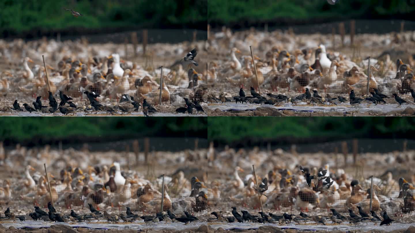 鸭场觅食的野鸟群慢镜头