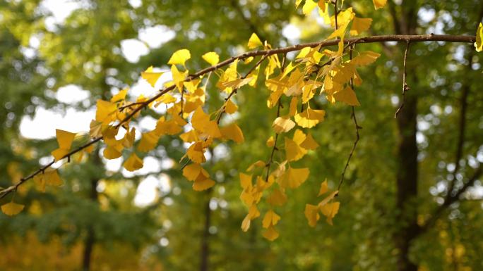 秋天黄树叶
