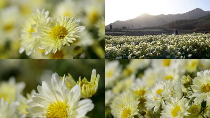 药用菊花 福白菊 杭白菊 江苏盐城白菊