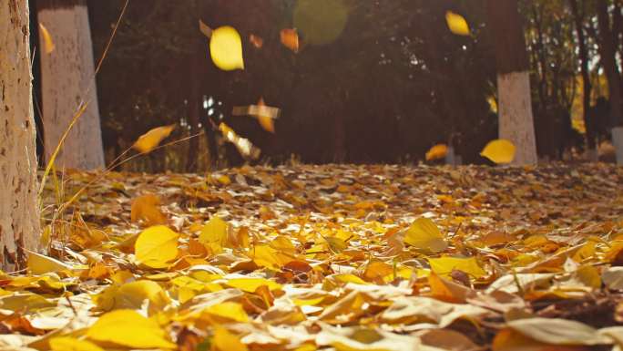 秋天金色落叶下落特写