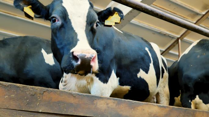 在农场的围场里饲养牛，以获取牛奶、奶酪和奶制品。