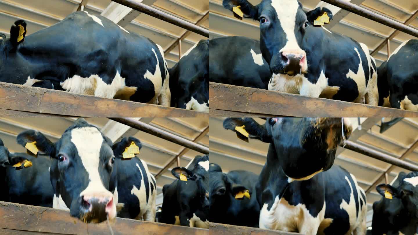 在农场的围场里饲养牛，以获取牛奶、奶酪和奶制品。