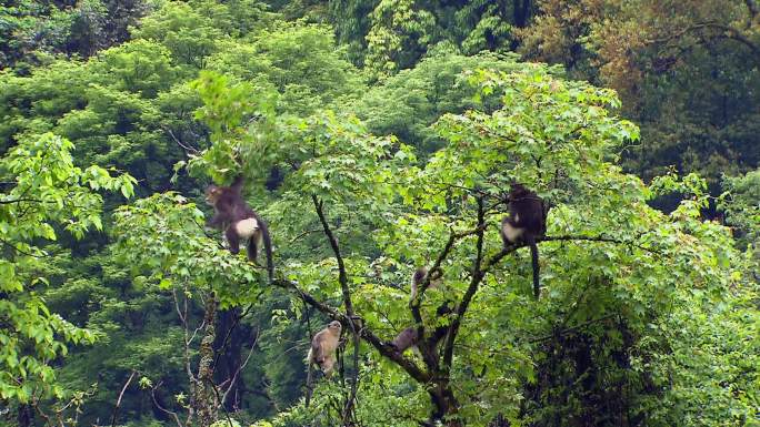 金丝猴在树枝上吃嫩芽