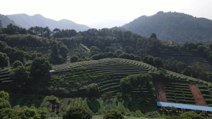 福建山区茶叶茶田航拍C13