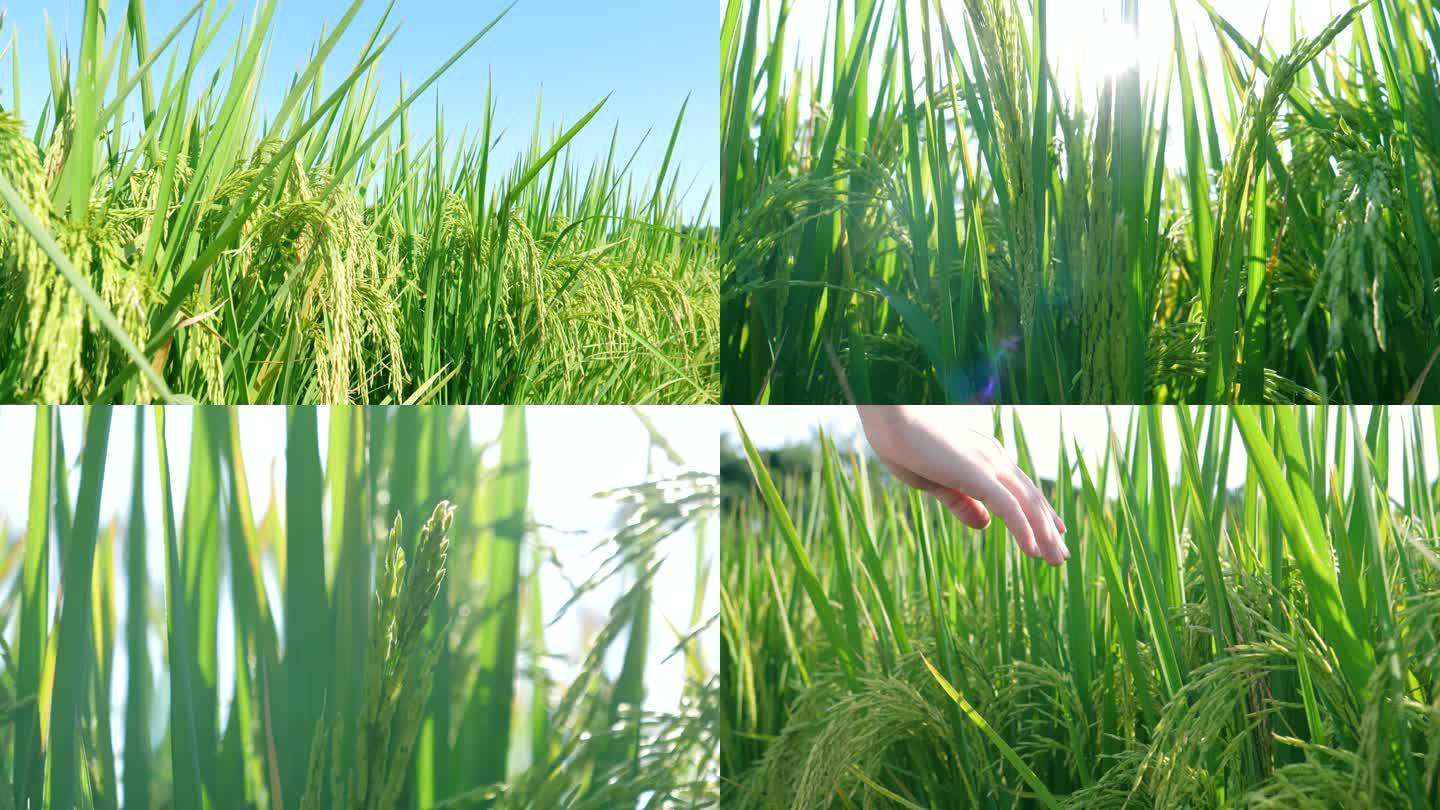 抽穗的稻子稻田，田园风光4k视频素材